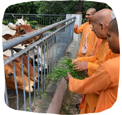HH Gopal krishna maharaj cow seva1