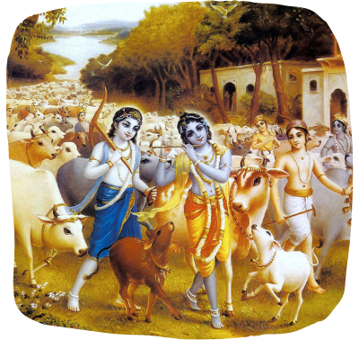 krishna cow seva